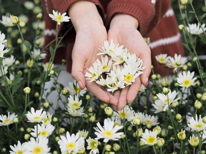 Thiên nhiên đã tặng cho chúng ta những bông hoa cúc họa mi với sắc trắng tinh khôi và thuần khiết. Hãy bấm vào ảnh để đắm mình trong vẻ đẹp trầm lắng đó.