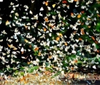 Nam Cát Tiên - Mùa bướm rừng đẹp như cổ tích 