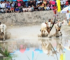 An Giang: Háo hức chờ đợi “Lễ hội đua bò Bảy Núi” vùng đồng bào Khmer