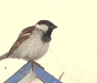  Xây nhà gỗ cho chim sẻ trong chiến dịch "Bảo vệ chim sẻ" 