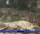 Hà Nội: Cá chết trắng mặt đầm biển gây ô nhiễm môi trường