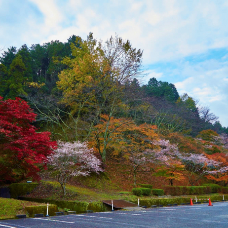 Đến Nhật Bản ngắm anh đào nở giữa mùa thu lá đỏ - Kênh truyền hình Đài Tiếng nói Việt Nam - VOVTV