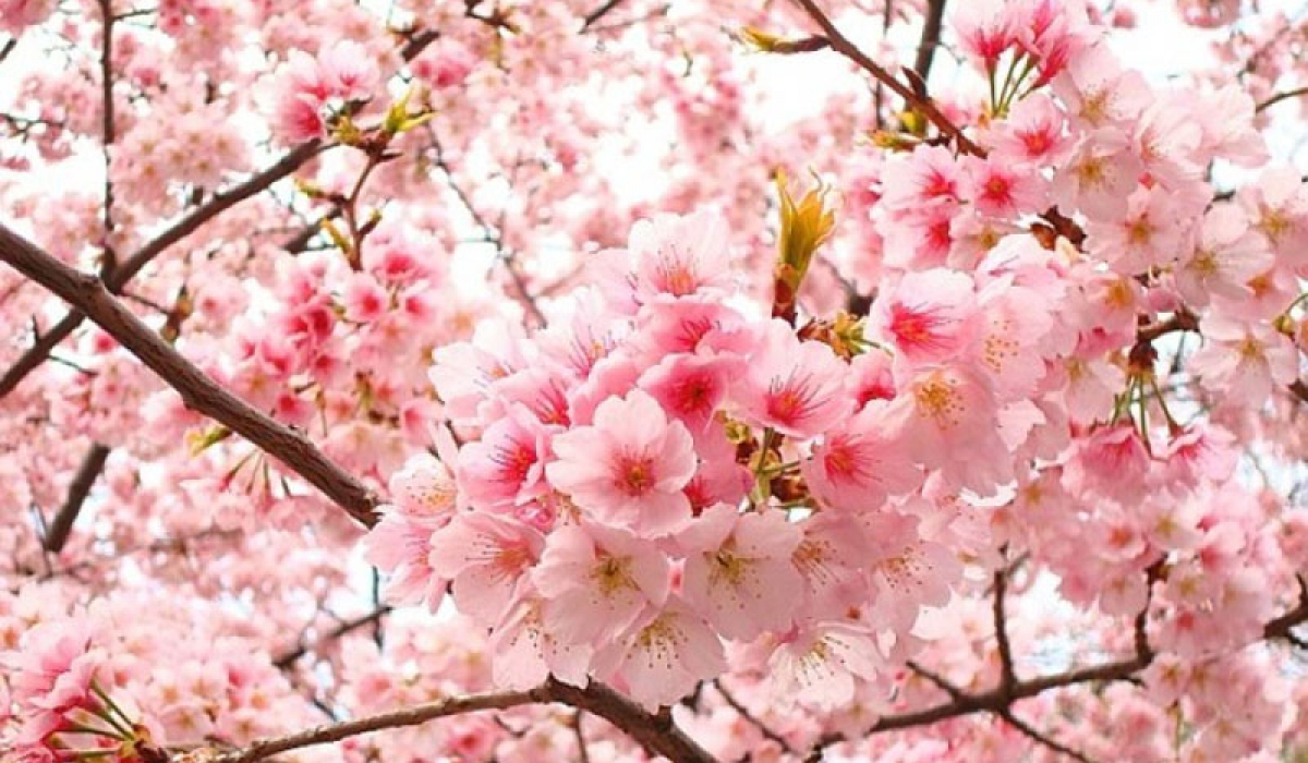 Nhận diện các quốc gia trên thế giới nhờ sắc hoa mùa xuân - VOV Du ...