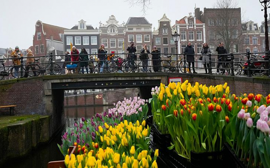 Mùa hoa Tulip Hà Lan bắt đầu