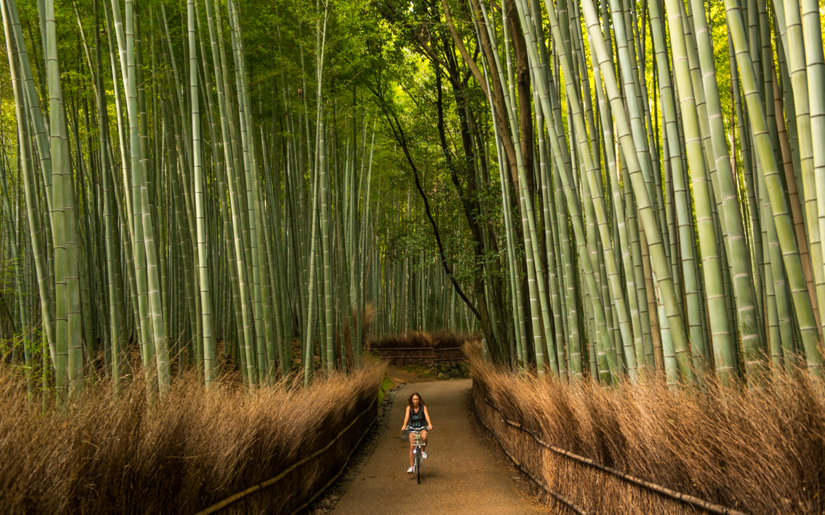 Cảm giác lạ' thu hút hàng chục triệu khách đến rừng tre ở Nhật mỗi ...