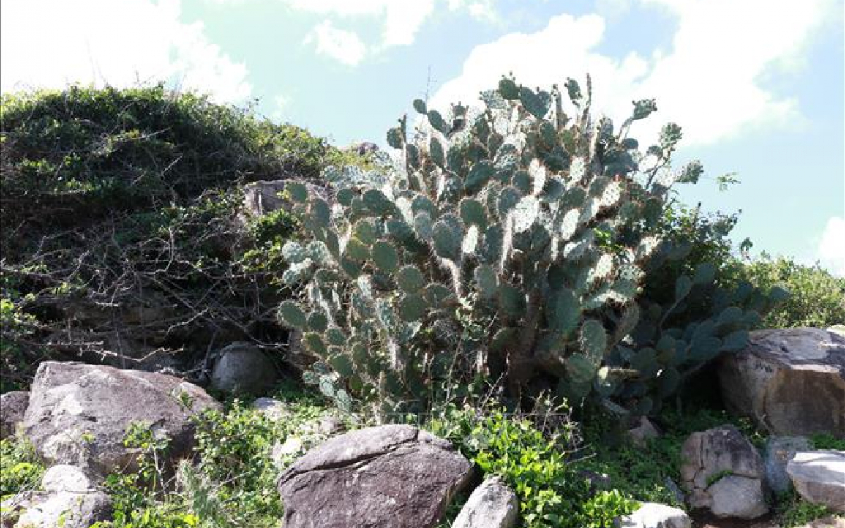Xương rồng là cây đặc trưng chịu hạn ở Vườn quốc gia Núi Chúa