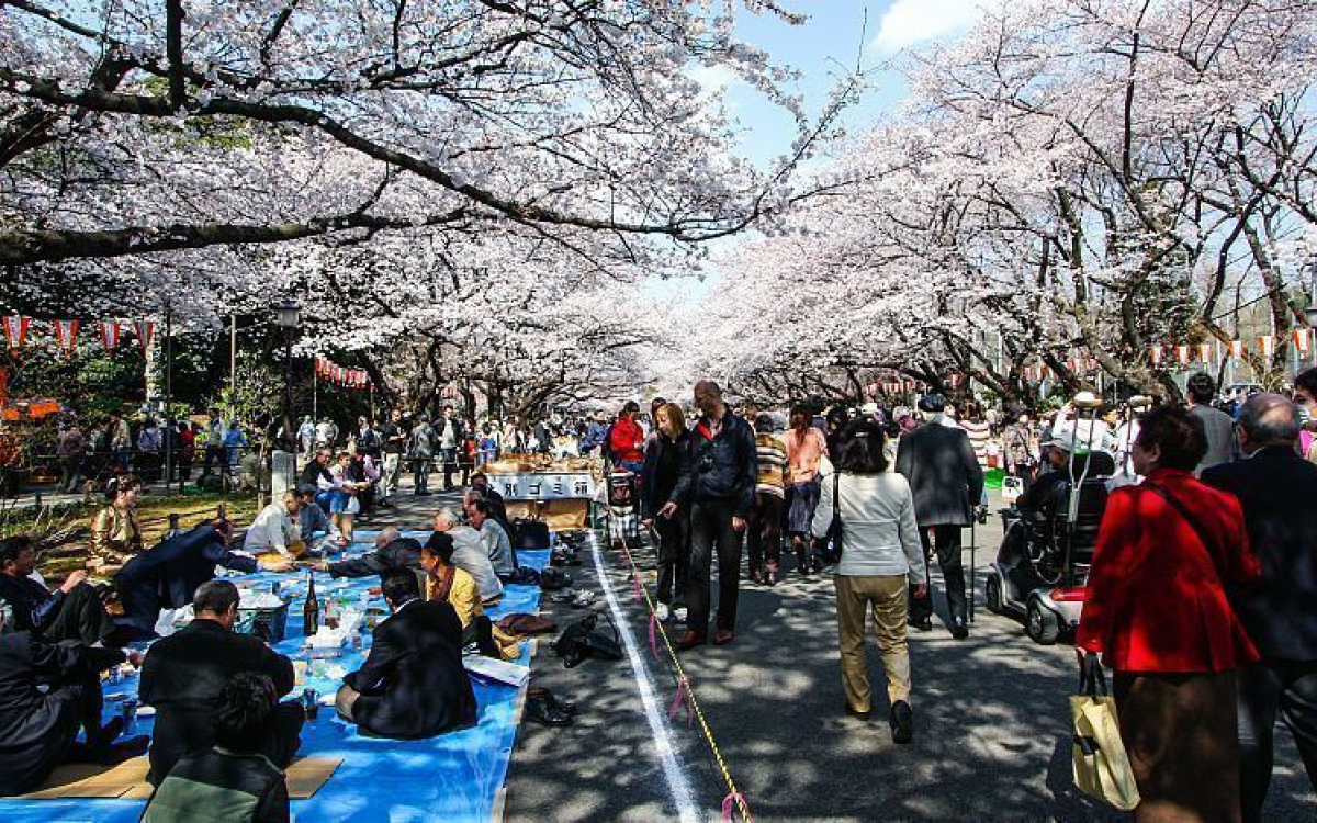 Công viên Ueno mùa hoa anh đào. Ảnh: japan-guide.com
