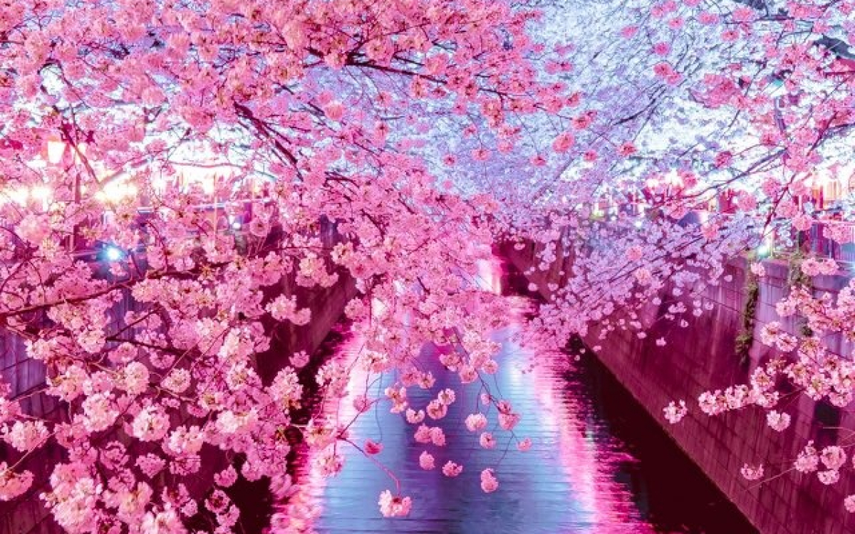 Mùa xuân đẹp như tranh vẽ trên khắp nước Nhật - VOV Du lịch - Trang tin tức  của Truyền hình VOVTV