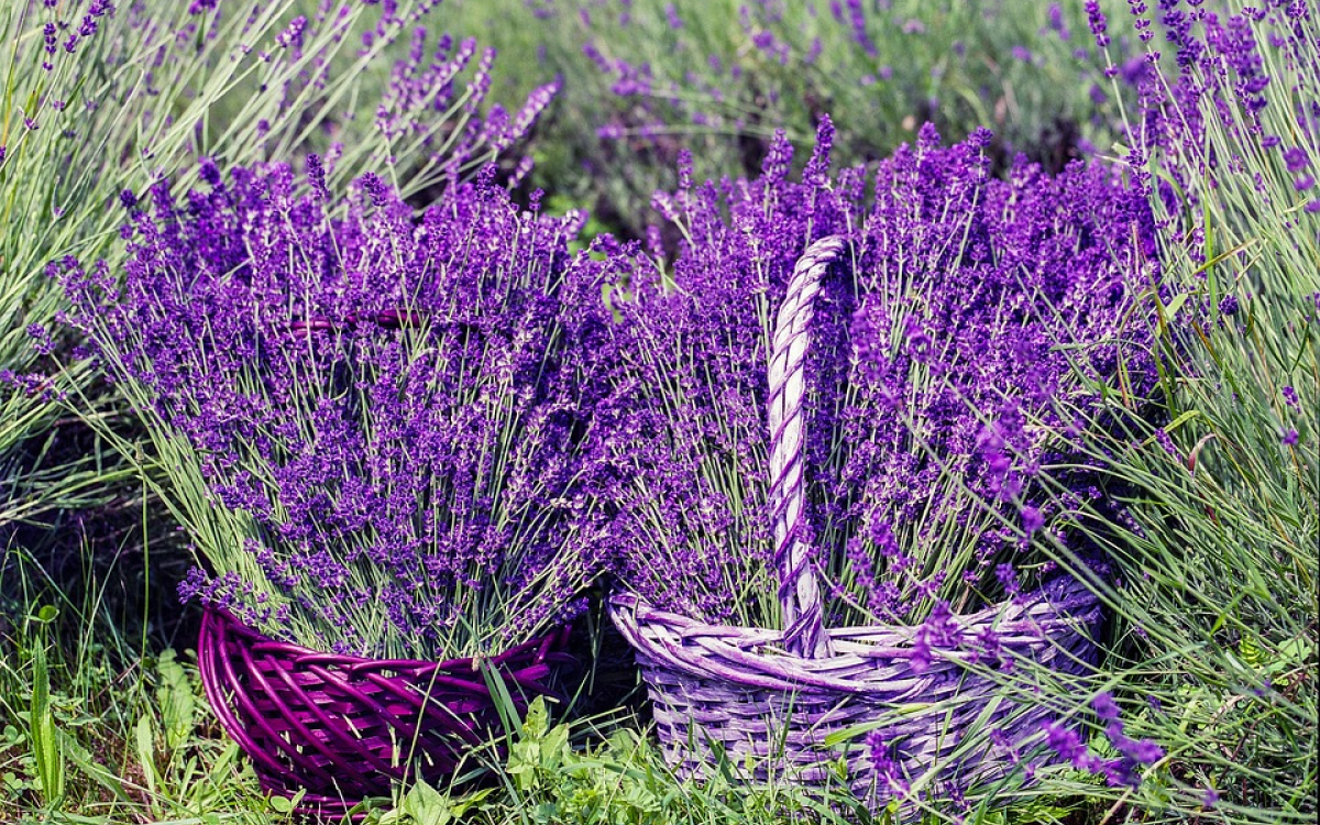 Những cánh đồng hoa lavender đủ sức khiến lòng người say đắm. Hương thơm dịu dàng, màu sắc tươi tắn cùng với bầu trời trong xanh sẽ khiến con tim bạn rung động. Tựa như cánh hoa đang mỉm cười với bạn từ trên cao, ảnh cánh đồng hoa lavender này chắc chắn sẽ đem đến cho bạn một cảm giác đầy hạnh phúc.