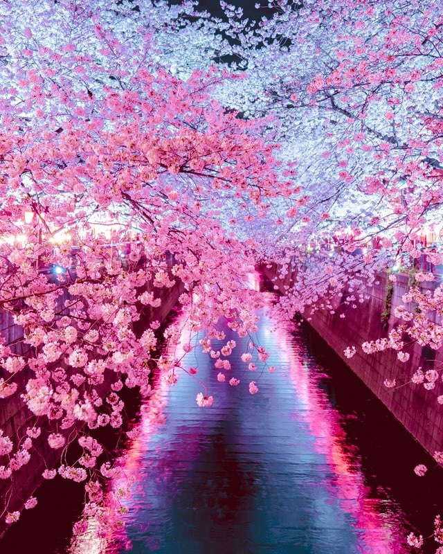 Mùa xuân đẹp như tranh vẽ trên khắp nước Nhật - VOV Du lịch ...