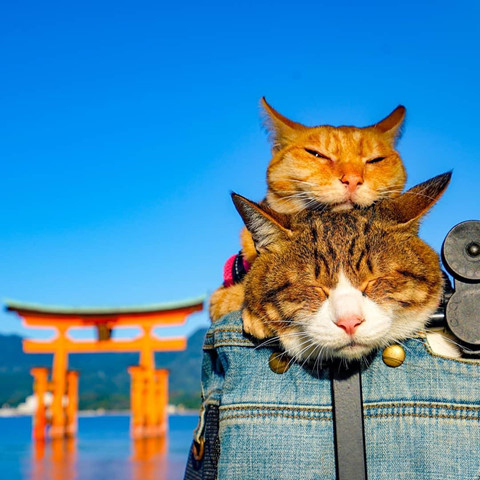 Tình yêu thích du lịch và mê mẫn những chú mèo béo vô cùng dễ thương? Hãy xem qua những hình ảnh mèo béo phượt Nhật Bản, chắc chắn bạn sẽ thích thú với cả cảnh sắc nơi này và sợi dây tình cảm giữa con người và động vật.