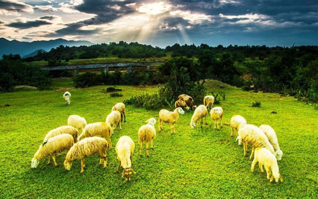 Đồng cừu An Hòa: Điểm 'check-in' ấn tượng ở Ninh Thuận - VOV Du lịch -  Trang tin tức của Truyền hình VOVTV