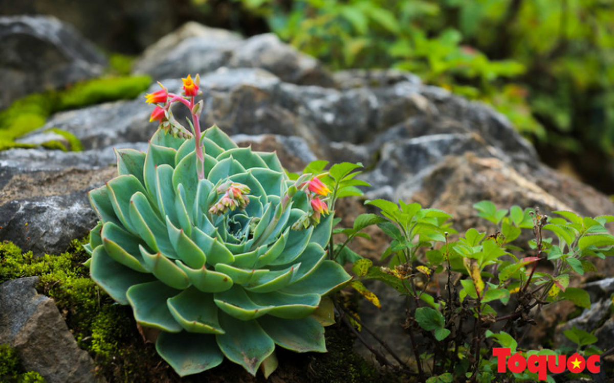 Tổng hợp ảnh hoa Sen Đá đẹp nhất | Echeveria, Hình ảnh, Hoa sen