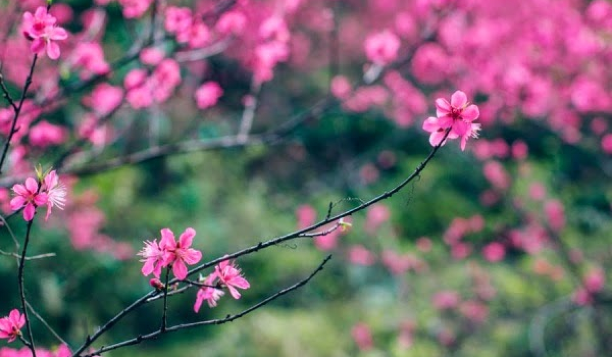 Chuẩn bị Lễ hội hoa Đào xứ Lạng 2019: Chuẩn bị cho một trong những lễ hội hoa đào lớn nhất năm và được mong đợi nhất. Hãy cùng chờ đón những trải nghiệm thú vị về văn hóa và truyền thống ở xứ sở hoa đào.