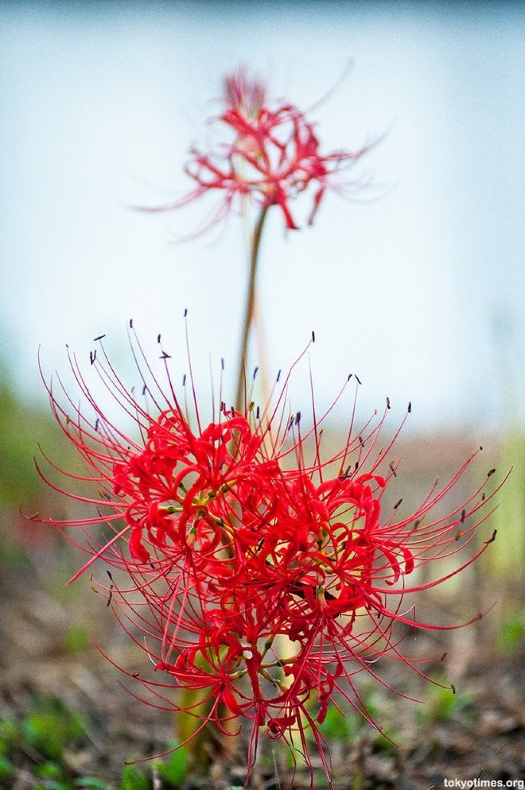 Cảnh sắc đẹp như tranh vẽ của mùa hoa bỉ ngạn nở đỏ rực trời Nhật Bản - VOV Du  lịch - Trang tin tức của Truyền hình VOVTV
