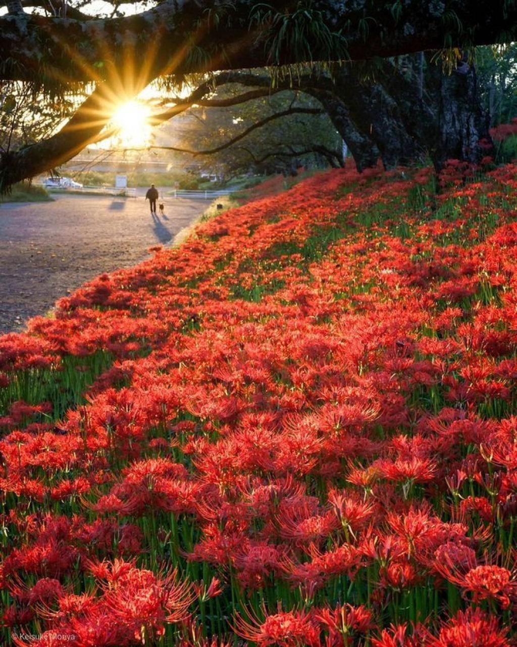 Cảnh sắc đẹp như tranh vẽ của mùa hoa bỉ ngạn nở đỏ rực trời Nhật Bản - VOV Du  lịch - Trang tin tức của Truyền hình VOVTV