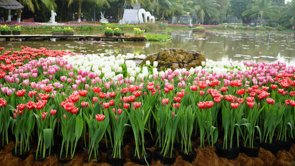 Tưng bừng lễ hội hoa tulip “Sắc màu Hà Lan”