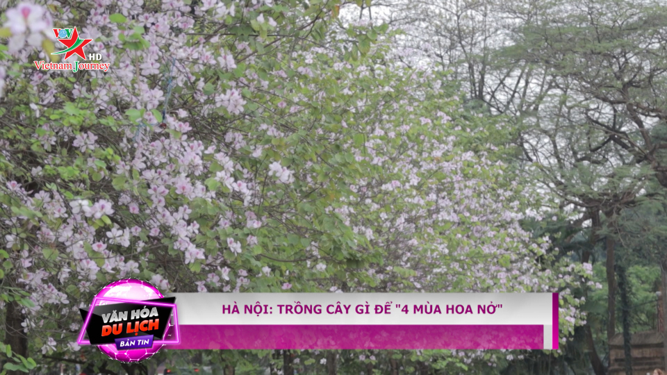 Hà Nội: Trồng cây gì để "4 mùa nở hoa" 
