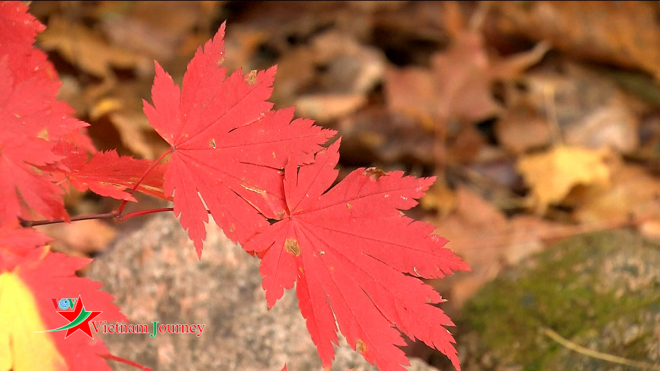 Rừng phong lá đỏ đẹp nhất vùng đông bắc Trung Quốc