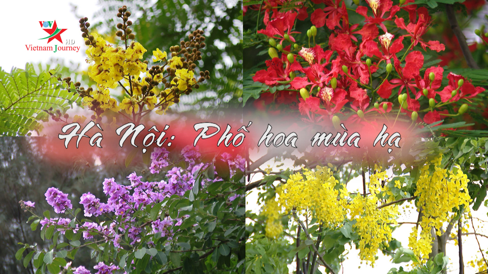 Hà Nội: Phố hoa mùa hạ