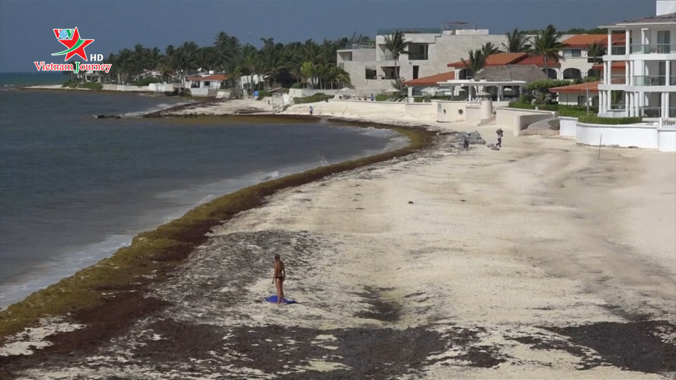 Du lịch biển của Mexico bị ảnh hưởng do tảo nâu xâm lấn