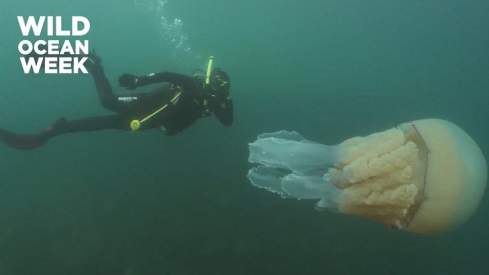 Đi lặn gặp sứa khổng lồ dài chưa từng thấy