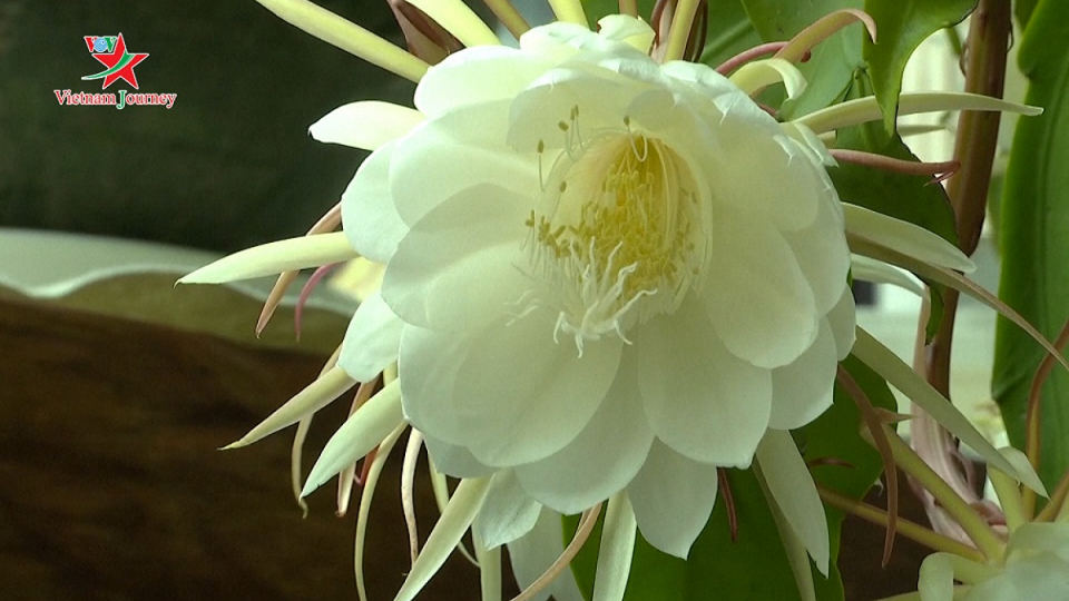 Video time-lapse cây quỳnh 20 năm tuổi nở hoa