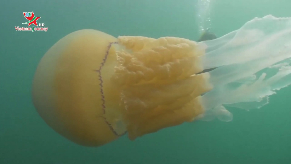 Phát hiện loài sứa biển khổng lồ ở vùng biển nước Anh