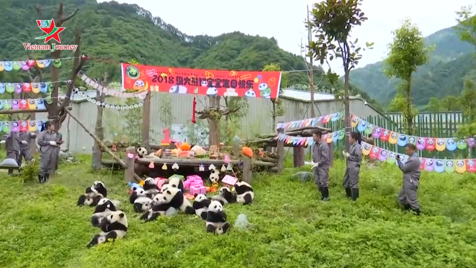 Tiệc sinh nhật hoành tráng cho 18 chú gấu trúc tại Trung Quốc
