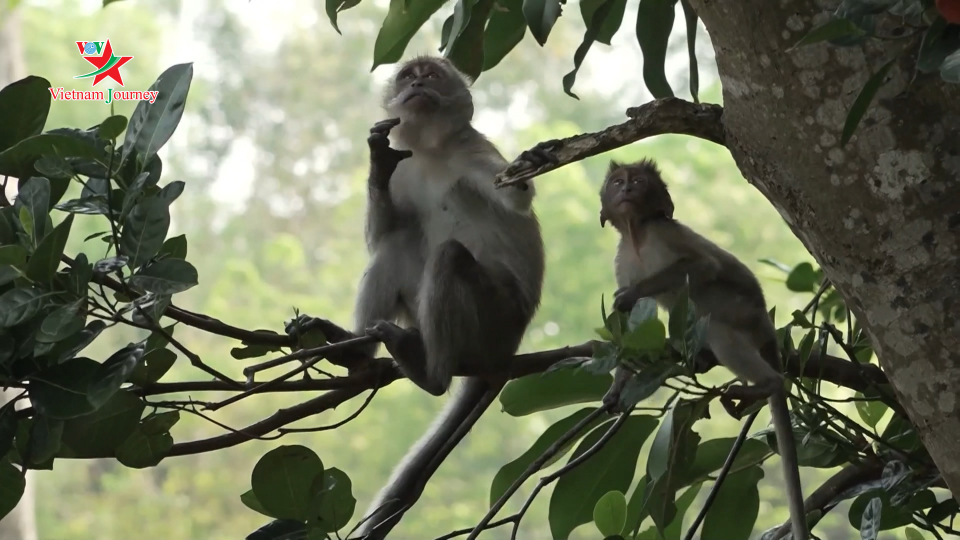 Singapore: Sinh vật hoang dã cần được bảo vệ