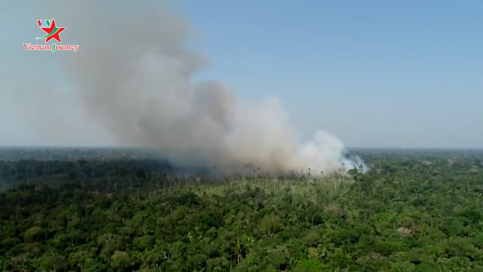 Rừng Amazon đang lâm nguy do thảm họa cháy rừng