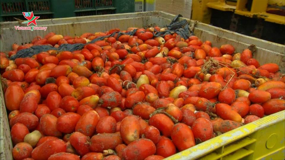 Tây Ban Nha chuẩn bị cho Lễ hội ném cà chua
