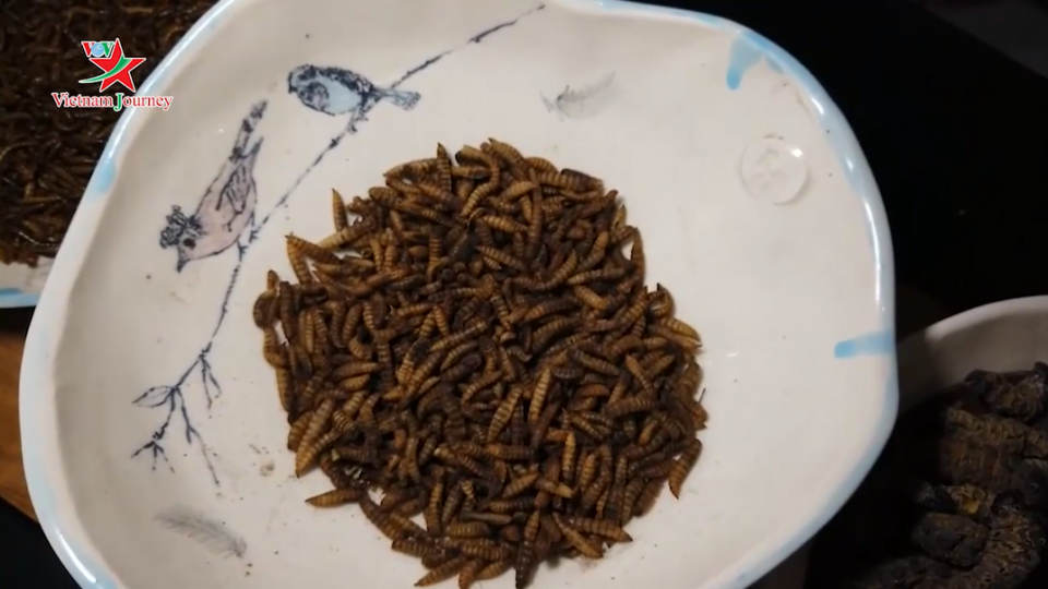 Nam Phi: Nhà hàng phục vụ món ăn từ côn trùng hút khách