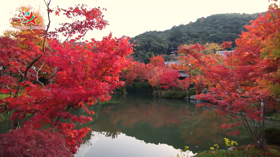 Tận hưởng hương sắc mùa thu Nhật Bản