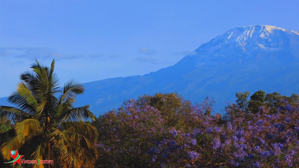 Vì sao cà phê Kilimanjaro ngon nhất thế giới?
