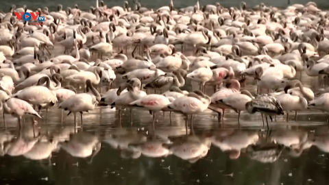 Ấn Độ: Những đàn chim hồng hạc hút hồn du khách