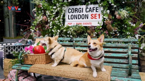 Anh: Quán cà phê dành riêng cho những người yêu chó Corgi 