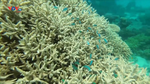 Australia mời UNESCO tới thị sát đánh giá tình hình rạn san hô Great Barrier