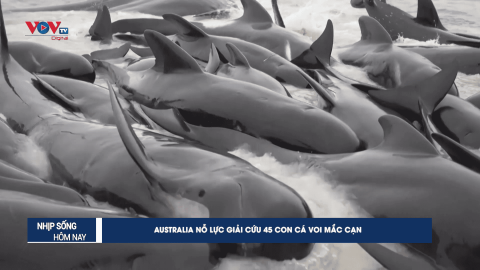 Australia nỗ lực giải cứu 45 con cá voi mắc cạn