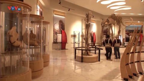 Bảo tàng voi ma mút của Mexico hoàn thành 90% quá trình xây dựng 