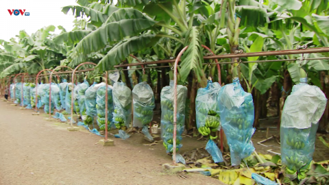 Bình Dương: sức bật từ nông nghiệp công nghệ cao