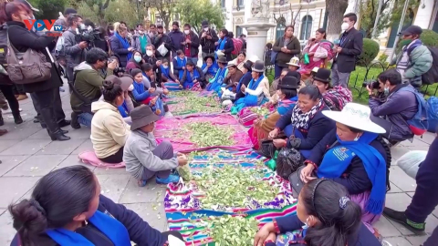 Bolivia duy trì truyền thống nhai lá coca 