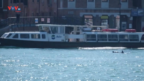 Cá heo lại xuất hiện tại kênh đào Venice, Italia