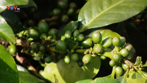 Cà phê Arabica - Tinh túy từ đất lành