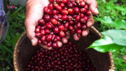 Cà phê – “Hạt ngọc nâu” của tỉnh Lâm Đồng