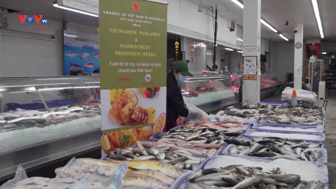 Cá tra, cá basa Việt Nam chiếm lĩnh thị trường, củng cố thương hiệu tại Australia