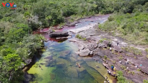 Caño Cristales: Dòng sông cầu vồng ở Colombia