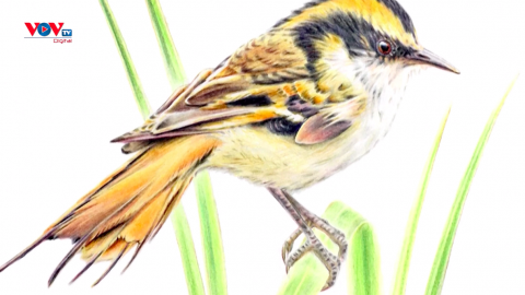 Chile: Phát hiện loài chim mới sống ở nơi không có cây cối