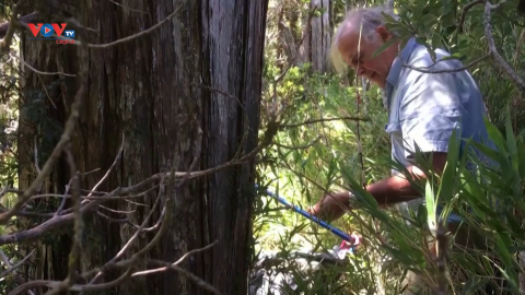 Chile: Phát hiện ra cây cổ thụ lâu đời nhất thế giới 