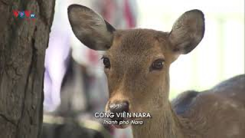 Công viên Nara | 12 Nét Đẹp Vùng Kansai Nhật Bản